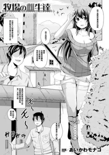 牧場の雌牛達