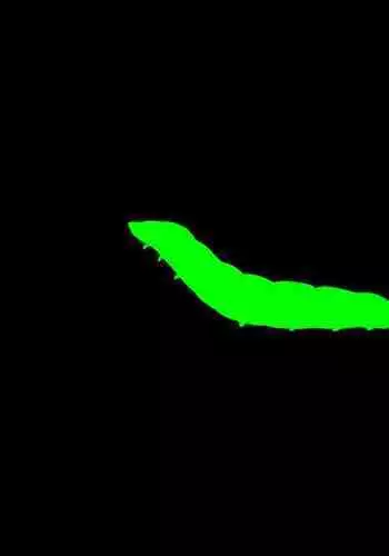 [Tonchisuke] Dickloving Caterpillar