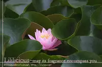 Yuri Shimai Vol.4 [English]