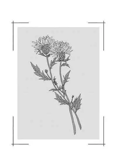 Noazami no Koi - The love of field thistle.